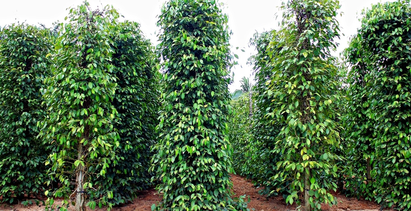 ĐẢO NGỌC PHÚ QUỐC