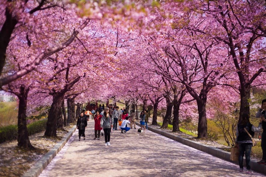 SEOUL - NAMI - EVERLAND (VIETNAM AIRLINES)